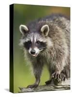 Raccoon (Racoon) (Procyon Lotor), in Captivity, Minnesota Wildlife Connection, Minnesota, USA-James Hager-Stretched Canvas