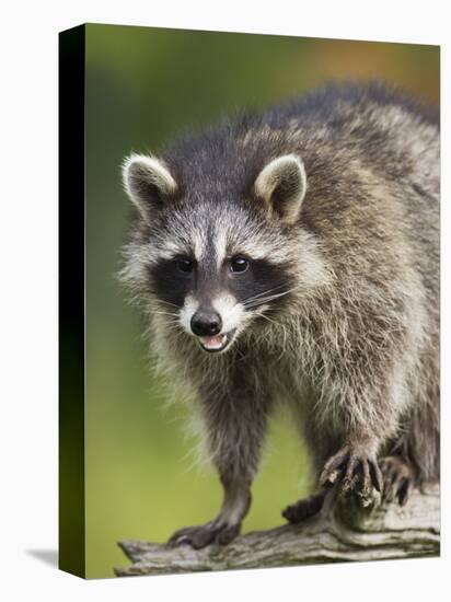 Raccoon (Racoon) (Procyon Lotor), in Captivity, Minnesota Wildlife Connection, Minnesota, USA-James Hager-Stretched Canvas