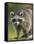 Raccoon (Racoon) (Procyon Lotor), in Captivity, Minnesota Wildlife Connection, Minnesota, USA-James Hager-Framed Stretched Canvas