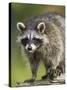 Raccoon (Racoon) (Procyon Lotor), in Captivity, Minnesota Wildlife Connection, Minnesota, USA-James Hager-Stretched Canvas