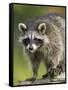 Raccoon (Racoon) (Procyon Lotor), in Captivity, Minnesota Wildlife Connection, Minnesota, USA-James Hager-Framed Stretched Canvas