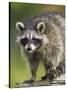 Raccoon (Racoon) (Procyon Lotor), in Captivity, Minnesota Wildlife Connection, Minnesota, USA-James Hager-Stretched Canvas