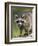 Raccoon (Racoon) (Procyon Lotor), in Captivity, Minnesota Wildlife Connection, Minnesota, USA-James Hager-Framed Photographic Print