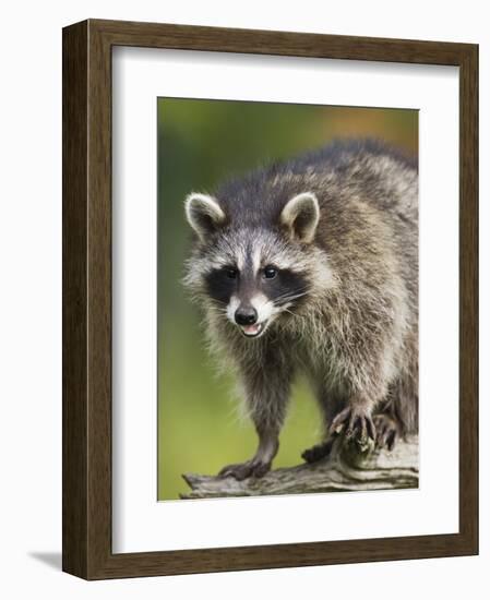 Raccoon (Racoon) (Procyon Lotor), in Captivity, Minnesota Wildlife Connection, Minnesota, USA-James Hager-Framed Photographic Print