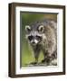 Raccoon (Racoon) (Procyon Lotor), in Captivity, Minnesota Wildlife Connection, Minnesota, USA-James Hager-Framed Photographic Print