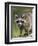 Raccoon (Racoon) (Procyon Lotor), in Captivity, Minnesota Wildlife Connection, Minnesota, USA-James Hager-Framed Photographic Print