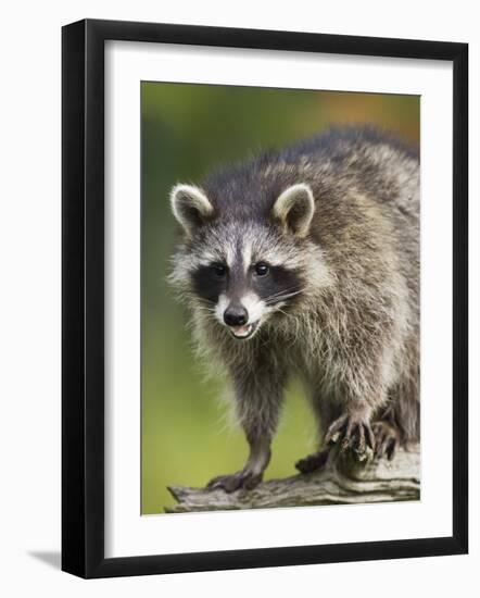 Raccoon (Racoon) (Procyon Lotor), in Captivity, Minnesota Wildlife Connection, Minnesota, USA-James Hager-Framed Photographic Print