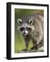 Raccoon (Racoon) (Procyon Lotor), in Captivity, Minnesota Wildlife Connection, Minnesota, USA-James Hager-Framed Photographic Print