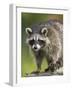 Raccoon (Racoon) (Procyon Lotor), in Captivity, Minnesota Wildlife Connection, Minnesota, USA-James Hager-Framed Photographic Print