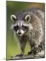 Raccoon (Racoon) (Procyon Lotor), in Captivity, Minnesota Wildlife Connection, Minnesota, USA-James Hager-Mounted Photographic Print