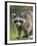 Raccoon (Racoon) (Procyon Lotor), in Captivity, Minnesota Wildlife Connection, Minnesota, USA-James Hager-Framed Photographic Print