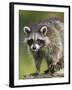 Raccoon (Racoon) (Procyon Lotor), in Captivity, Minnesota Wildlife Connection, Minnesota, USA-James Hager-Framed Photographic Print