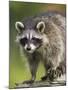 Raccoon (Racoon) (Procyon Lotor), in Captivity, Minnesota Wildlife Connection, Minnesota, USA-James Hager-Mounted Photographic Print