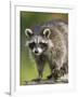 Raccoon (Racoon) (Procyon Lotor), in Captivity, Minnesota Wildlife Connection, Minnesota, USA-James Hager-Framed Photographic Print