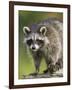 Raccoon (Racoon) (Procyon Lotor), in Captivity, Minnesota Wildlife Connection, Minnesota, USA-James Hager-Framed Photographic Print