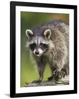 Raccoon (Racoon) (Procyon Lotor), in Captivity, Minnesota Wildlife Connection, Minnesota, USA-James Hager-Framed Photographic Print