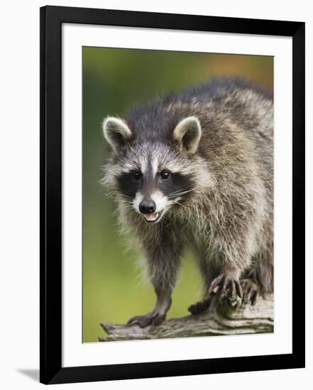 Raccoon (Racoon) (Procyon Lotor), in Captivity, Minnesota Wildlife Connection, Minnesota, USA-James Hager-Framed Photographic Print