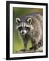 Raccoon (Racoon) (Procyon Lotor), in Captivity, Minnesota Wildlife Connection, Minnesota, USA-James Hager-Framed Photographic Print