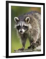 Raccoon (Racoon) (Procyon Lotor), in Captivity, Minnesota Wildlife Connection, Minnesota, USA-James Hager-Framed Photographic Print