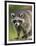 Raccoon (Racoon) (Procyon Lotor), in Captivity, Minnesota Wildlife Connection, Minnesota, USA-James Hager-Framed Photographic Print