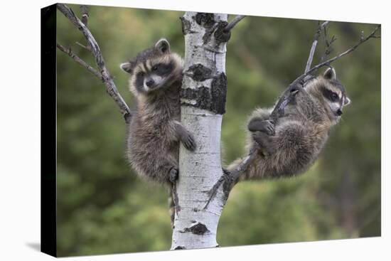 Raccoon two babies in tree, North America-Tim Fitzharris-Stretched Canvas