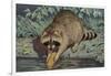 Raccoon Washing Corn-null-Framed Art Print