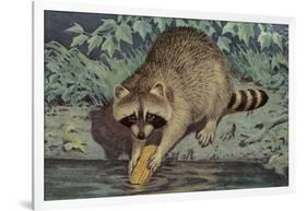 Raccoon Washing Corn-null-Framed Art Print