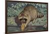 Raccoon Washing Corn-null-Framed Art Print