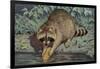 Raccoon Washing Corn-null-Framed Art Print