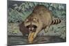 Raccoon Washing Corn-null-Mounted Premium Giclee Print