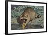 Raccoon Washing Corn-null-Framed Art Print