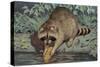 Raccoon Washing Corn-null-Stretched Canvas