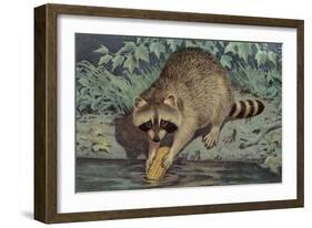 Raccoon Washing Corn-null-Framed Art Print