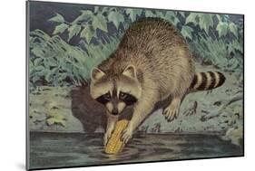 Raccoon Washing Corn-null-Mounted Art Print