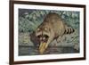 Raccoon Washing Corn-null-Framed Art Print