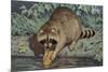 Raccoon Washing Corn-null-Mounted Art Print