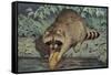 Raccoon Washing Corn-null-Framed Stretched Canvas