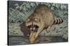 Raccoon Washing Corn-null-Stretched Canvas