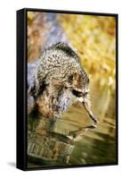 Raccoon-null-Framed Stretched Canvas