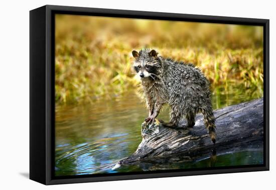 Raccoon-null-Framed Stretched Canvas