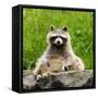 Raccoon-null-Framed Stretched Canvas