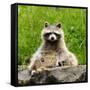 Raccoon-null-Framed Stretched Canvas