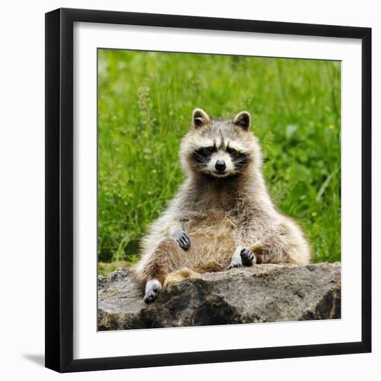 Raccoon-null-Framed Premium Photographic Print