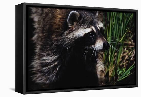 Raccoon-W. Perry Conway-Framed Stretched Canvas