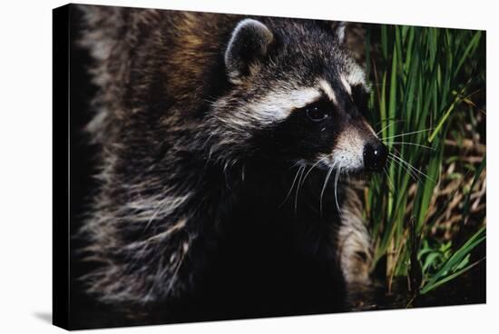 Raccoon-W. Perry Conway-Stretched Canvas