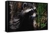 Raccoon-W. Perry Conway-Framed Stretched Canvas