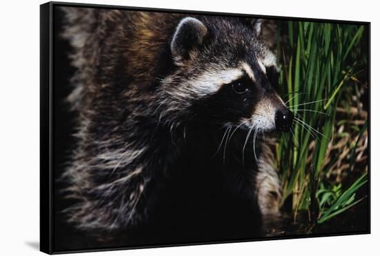 Raccoon-W. Perry Conway-Framed Stretched Canvas