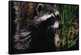 Raccoon-W. Perry Conway-Framed Stretched Canvas