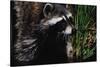 Raccoon-W. Perry Conway-Stretched Canvas