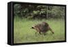 Raccoon-DLILLC-Framed Stretched Canvas